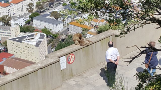 274 gibraltar affen